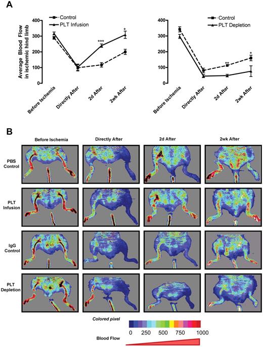 Figure 4. Platelet levels alter BF in ischemic limbs. Platelets were depleted or infused in mice directly after hindlimb ischemia surgery. BF was monitored by Doppler for 2 weeks postoperatively in mice injected with PBS (PBS Control) or 3 × 109 platelets (PLT Infusion) or rat IgG (IgG Control) or rat anti–mouse GPIbα (PLT Depletion). (A) Doppler values are represented as mean BF ± SEM for control (dashed line) and treated (solid line) animals (n = 5). *P < .05 vs control (Student t test). **P < .01 vs control (Student t test). ***P < .005 vs control (Student t test). (B) Representative Doppler images over the experimental time course are depicted. The color scale represents the BF values.