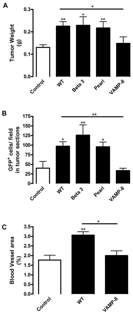 Figure 5. Platelet α-granules are necessary for tumor growth, BMDC recruitment, and angiogenesis. Lethally irradiated WT mice were reconstituted with BM from GFP mice. Mice were implanted with B16-F10 tumors and injected with platelets from WT, integrin Beta 3−/−, Pearl, or VAMP-8−/− mice (black columns). Control represents mice bearing tumors without platelet infusion (white column). (A) After 9 days tumors were excised, weighed, and represented as mean weight ± SEM (n = 10). (B) Tumors were sectioned and GFP+ BMDCs were quantified in tumor sections. Values are represented as mean number GFP+ cells per field ± SEM (n = 5). (C) Tumor sections were stained for laminin to visualize vessel density. Vessels were quantified and represented as mean percentage of area ± SEM (n = 5). *P < .05 vs control or WT (Student t test). **P < .01 vs control or WT (Student t test).