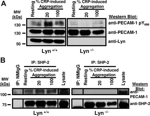 Figure 2. Lyn is required for PECAM-1 phosphorylation and SHP-2 binding in GPVI-stimulated platelets. Platelets isolated from wild-type (Lyn+/+) or Lyn-deficient (Lyn−/−) mice were left unstimulated (Resting) or were stirred in the presence of CRP to achieve 20% or 100% aggregation. (A) Lysates were prepared and immunoblotted with antibodies specific for the phosphorylated form of the C-terminal PECAM-1 ITIM tyrosine residue at position 686 (PECAM-1 pY686), PECAM-1 to show equal antigen loading, or Lyn to show the presence and absence of Lyn in wild-type and Lyn-deficient platelets, respectively. Note that PECAM-1 is tyrosine phosphorylated in CRP-aggregated wild-type but not in Lyn-deficient platelets. (B) Lysates were subjected to IP with normal mouse IgG (NMIgG) as a negative control or with anti–SHP-2. Lysates and IP lysates were immunoblotted with antibodies specific for PECAM-1 or SHP-2. Note that PECAM-1 coimmunoprecipitates with SHP-2 from CRP-aggregated wild-type but not Lyn-deficient platelets. Results shown are representative of 3 independent experiments.