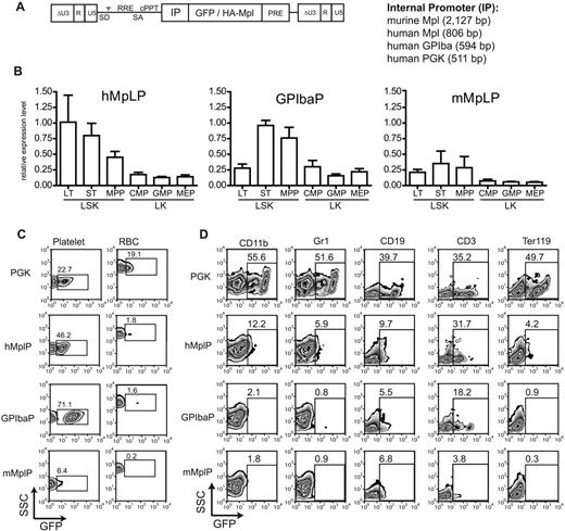 Figure 1. Lineage-specific promoters express specifically in MK and HSCs in vivo. (A) Self-inactivating (SIN) lentiviral vectors harboring lineage-specific internal promoter fragments (IP) for expression of eGFP or HA-Mpl. SD indicates splice donor; SA, splice acceptor; ψ, packaging signal; RRE, rev responsive element; and PPT, polypurine tract. (B) Relative expression of lineage-specific promoters in different immature and committed BM progenitor populations compared with the ubiquitously expressing PGK promoter. Mean fluorescence intensity of eGFP-positive cells was divided by the mean fluorescence intensity of the PGK promoter. (C) Representative eGFP expression from lineage-specific promoters in platelets and red blood cells (RBC). Percentage of eGFP-positive cells indicated. (D) Expression of lineage-specific promoters in other mature lineages of the BM. CD11b/Gr1 indicates granulocytes and monocytes; CD19, B cells; CD3, T cells; and Ter119, erythroid progenitors. Percentage of positive cells indicated.