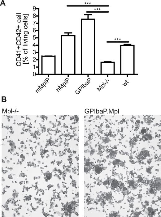 Figure 2. Mpl expression from lineage-specific promoters in lentiviral vectors corrects defective megakaryopoiesis of Mpl−/− cells in vitro. (A) Lin− Mpl−/− BM cells were transduced with SIN lentiviral vectors expressing Mpl from indicated promoters. After differentiation in medium containing Thpo, stem cell factor, and interleukin-6, MK numbers were determined by flow cytometry as CD41+CD42+ cells. C57Bl/6 (wt) cells were used as positive control (n = 3, mean ± SEM). ***P < .001 (Student t test, 2-tailed, unpaired). (B) Cytospins of in vitro cultured Mpl−/− cells (left) and Mpl corrected cells (GPIba.Mpl, right). May-Grün-Wald/Giemsa staining; original magnification, ×100.