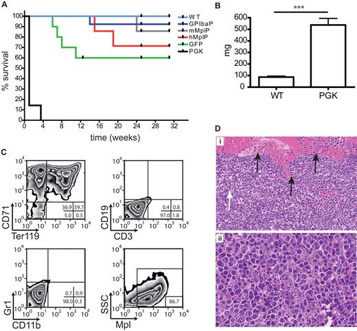 Figure 3. Analysis of the erythroblastosis in mice expressing Mpl from the PGK promoter. (A) Kaplan-Meier survival curves of mice transplanted with lin− Mpl−/− BM cells transduced with SIN lentiviral vectors expressing Mpl from indicated promoters, or GFP from the PGK promoter. Untransduced C57Bl/6 lin− BM was transplanted as positive control (wt). Ticks indicate mice removed from the experiment either because of final analysis at 25 or 31 weeks or because of death of unrelated cause (n = 2). (B) Spleen weight of Mpl−/− mice transplanted with lin− Mpl−/− BM expressing Mpl from the PGK promoter (n = 4) when killed or found dead after 5 days. Spleen weight of untransplanted reference C57Bl/6 mice for comparison (n = 7). P < .0001 (Student t test, 2-tailed, unpaired). (C) Flow cytometric analysis of spleen cells from Mpl−/− mice transplanted with lin− Mpl−/− BM expressing Mpl from the PGK promoter. Cells were identified as early or late erythroid progenitors based on expression of CD71 alone or together with Ter119, respectively. Only minor amounts of granulocytic/monocytic cells (CD11b/Gr1) or lymphoid cells (CD3/CD19) were detectable. Spleen cells expressed high levels of Mpl as detected with anti-HA antibody. Percentages for each quadrant or gate are given in the lower right of each flow cytometry plot. (D) Spleen histopathology from Mpl−/− mice transplanted with lin− Mpl−/− BM expressing Mpl from the PGK promoter. (i) Black arrows indicate bleedings resulting from splenic rupture; and white arrow, necrotic area (hematoxylin and eosin staining, original magnification ×200). (ii) Close-up of a necrotic area with erythroid blasts (hematoxylin and eosin staining, original magnification ×400).