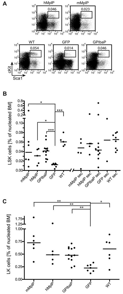 Figure 5. Mpl gene therapy regenerates HSCs in primary and secondary Mpl−/− recipient mice. Mpl−/− mice were transplanted with Lin− Mpl−/− BM cells transduced with SIN lentiviral vectors expressing Mpl from lineage-specific promoters as indicated, or eGFP from the PGK promoter (GFP). Lin− BM from C57Bl/6 was transplanted as positive control (wt). (A) Representative flow cytometry plots of LSK cells from primary mice shown in panels B and C. Percentages of LSK cells indicated. (B) Percentage of LSK cells as determined by flow cytometry in primary and secondary Mpl−/− recipients on final analysis. Each primary recipient was transplanted into 2 secondary Mpl−/− mice with 5 × 106 BM cells (median ± SD). *P < .05 (Mann-Whitney test). ***P < .001 (Mann-Whitney test). (C) Percentage of LK cells as determined by flow cytometry in primary recipients on final analysis (median ± SD). *P < .05, **P < .01 (Mann-Whitney test).