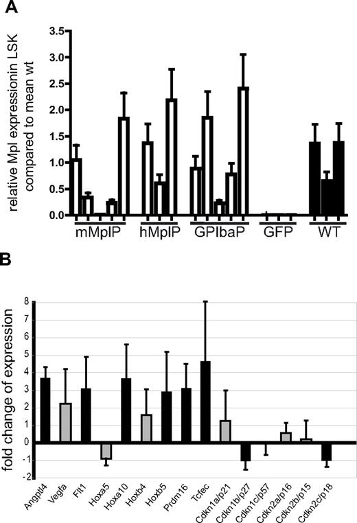 Figure 6. Expression analysis in LSK cells of gene-corrected mice. (A) Average Mpl expression in LSK cells sorted from Mpl−/− mice, which were transplanted with Mpl−/− cells transduced with the vector as indicated, determined by quantitative RT-PCR (mean ± SEM). LSK cells from 3 Mpl−/− mice transplanted with wt lin− BM were used as reference. (B) Fold difference of expression of genes as indicated in LSK cells of Mpl-corrected Mpl−/− mice compared with eGFP expressing Mpl−/− LSK cells. RNA was isolated form 3 Mpl-corrected mice and 3 eGFP control mice. Expression was determined by microarray analysis. Black bars represent the genes that were regulated with P < .05 (t test with Bayesian shrinkage). Array results and results of validating quantitative RT-PCR are shown in supplemental Figures 9 and 10.