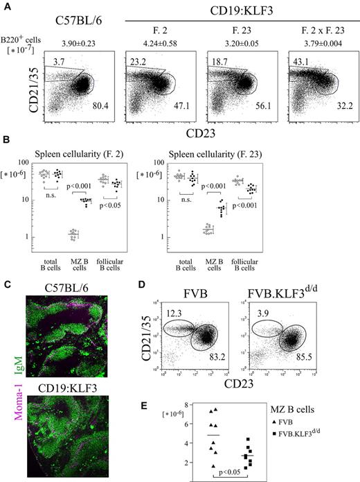 Figure 1. Changes in proportion and absolute number of MZ B cells in CD19:KLF3 and KLF3-deficient mice. (A) Spleen follicular (CD21/35− CD23+) and MZ B-cell (CD21/35hi CD23−) proportions in normal and CD19:KLF3 transgenic lines (founder line 2, 23, and double-transgenic mice). Cells were stained for B220, CD21/35, and CD23. Data shown are gated on B220+ cells. Total numbers of B220+ cells are indicated above the plots (± SD). (B) Numbers of the indicated subsets were determined among CD19:KLF3 and nontransgenic littermates of founder lines 2 and 23 at 6 to 7 or 9 to 12 weeks of age, respectively, as shown. (C) Immunofluorescent analysis of spleen cryosections of CD19:KLF3 and littermate control mice stained for Moma-1 and IgM (R33-24-12). (D) Splenic B cells from normal (FVB/NJ) and KLF3-deficient (FVB/NJ.KLF3d/d) mice at 12 weeks of age. Data shown are gated on B220+ cells. (E) MZ B-cell numbers in mice as shown in panel D (n = 8 each). Double-transgenic mice were identified by Southern blot (A, n = 2 each). (B-E) Each dot represents an individual animal. (C) Immunohistologic analysis has been performed on more than 5 mice each of CD19:KLF3 and normal genotype. Micrographs were obtained with Axioscope instrumentation, using a 5× objective.