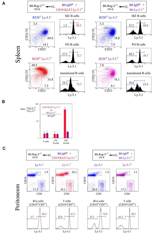 Figure 2. Cell autonomous induction of MZ B-cell development by KLF3. (A) FACS analysis of lethally irradiated B6.Rag-2−/− mice that had been reconstituted with FL cells from B6.IgHa (blue) and either normal B6.Ly-5.1 (purple) or CD19:KLF3 Ly-5.1 (red) embryos. Mice were analyzed 2 months after reconstitution by staining splenocytes for B220, CD21/35, CD23, and Ly-5.1. The proportion of Ly-5.1− T cells was 33.1% and 39.9% in chimeras reconstituted with KLF3 transgenic and nontransgenic FL cells, respectively. (B) The ratio of cells derived either from normal or from KLF3 transgenic Ly-5.1+ FL cells divided by the proportion derived from control IgHa FL cells as calculated for the indicated subset for chimeras as shown in panel A. (C) FACS analysis of cells from the peritoneal cavity of the chimeras as presented in panel A. Cells were stained for CD19, CD5, and Ly-5.1 as indicated. Data are representative of more than 5 mice of each group.