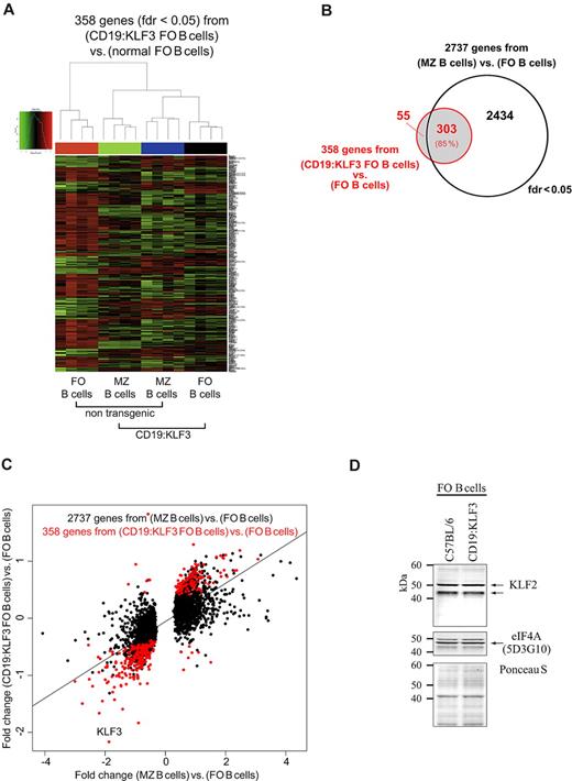 Figure 3. Gene expression analyses of follicular and MZ B cells from normal and CD19:KLF3 mice. (A) Cluster analysis based on 358 genes identified here as differentially expressed in CD19:KLF3 follicular B cells versus normal follicular B cells (fdr < 0.05). As shown by the genealogic tree above, CD19:KLF3 follicular and normal MZ B cells are related. Indeed, the subset of CD19:KLF3 follicular B cells is more related to MZ B cells of normal or CD19:KLF3 mice than to normal follicular B cells, which appear as a distinct entity. (B) Venn diagram of genes identified by the 2 comparisons based on normal MZ B cells versus normal follicular B cells (black circle) or CD19:KLF3 follicular B cells versus normal follicular B cells (red circle) (fdr < 0.05). (C) Dot plot analysis for expression differences of 2737 genes identified here as being differentially expressed in normal MZ versus follicular B cells (x-axis) and their corresponding expression difference in CD19:KLF3 follicular B cells versus normal follicular B cells (y-axis; all dots). The 358 genes that were differentially expressed in CD19:KLF3 follicular and normal follicular B cells are shown in red. Note that in the arrays KLF3 is detected by a probe outside the coding region of KLF3 that is not part of the transgene. Thus, KLF3 appears here not to be expressed in transgenic mice, whereas indeed transgenic KLF3 is expressed efficiently. Indeed, transgenic KLF3 expression appears to limit the expression from the endogenous KLF3 locus (supplemental Figure 1A). Array experiments were performed twice with follicular and MZ B cells of normal and CD19:KLF3 mice (n = 4 each). Representative data of one of 2 experiments, giving similar results, are shown. (D) Western blot analysis for KLF2 among normal and CD19:KLF3 follicular B cells. Two KLF2 specific bands are revealed.32 Equal loading is demonstrated by reprobing for the ribosomal elongation initiation factor 4A (eIF4A). Note that the eIF4A signal appears in between the KLF2 specific bands revealed earlier. Also shown is the Ponceau S stain of the blot before probing. A second experiment was performed giving similar results.