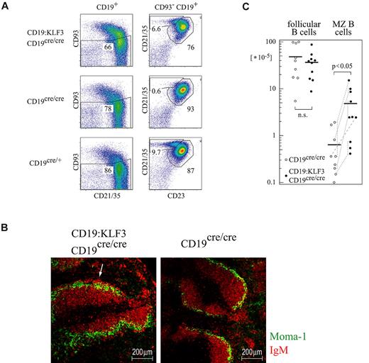 Figure 4. KLF3 expression overcomes the MZ B-cell developmental arrest caused by CD19 deficiency. (A) Splenocytes from mice of the indicated genotypes were stained for CD19, CD93, CD21/35, and CD23, and analyzed by FACS. (B) Spleen cryosections were stained for Moma-1 and IgM and analyzed by immunofluorescent microscopy. The white arrow indicates an area rich in MZ B cells. Such areas were lacking entirely in CD19-deficient mice. (C) Cell numbers of follicular and MZ B cells in mice of the indicated genotype. Dashed lines indicate sex-matched littermates analyzed in parallel. Three FACS experiments were performed. For histology, 3 CD19:KLF3 and 3 nontransgenic CD19cre/cre mice were analyzed. Micrographs were obtained with a LSM610 meta confocal microscope, using a 16×/0.5 NA objective.