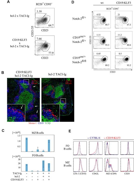 Figure 5. KLF3 expression overcomes the MZ B-cell developmental arrest caused by a lack of BAFF, but not by Notch-2 deficiency, and does not alter expression of various surface markers. In the absence of BAFF, KLF3 complements bcl-2 to induce MZ B-cell development: (A) Splenocytes from mice of the indicated genotypes were stained for CD19, CD93, CD21/35, and CD23, and analyzed by FACS as shown. (B) Cryosections of similar mice were stained for Moma-1, CD19, and T-cell receptor-β and analyzed by immunofluorescent microscopy. (C) Cell numbers of follicular and MZ B cells in mice of the indicated genotypes (± SD). FACS data derive from 2 mice of each genotype; histologic analysis was done comparing 2 mice each of CD19:KLF3 or nontransgenic TACI-Ig, Eμ:bcl-2 mice. MZ B cells in CD19:KLF3 mice depend on Notch-2: (D) Spleen cells from mice of the indicated genotypes were stained for B220, CD93, CD21/35, and CD23. Data shown are gated on B220+ CD93− cells. Proportions of follicular and MZ B cells are indicated. Two mice of each genotype were analyzed; a similar analysis was performed by pharmacologic inhibition of Notch-2 signaling (DBZ, 0.4 μmol intraperitoneally for 5 consecutive days, analysis on day 6), resulting in more than 10-fold reduction of MZ B cells both in proportion and absolute number, relative to carrier-treated controls (n = 2 each, data not shown). (E) Histograms showing expression of CD18 (LFA-1), CD62L, CD9 (MZ3), or CD24 (HSA) by spleen follicular and MZ B cells of CD19:KLF3 and normal mice. Analysis was performed twice independently, using in total more than or equal to 3 mice of each genotype. Micrographs were obtained with an Apotome microscope, using a 10×/0.45 NA objective and the MosaiX Axiovision software module.