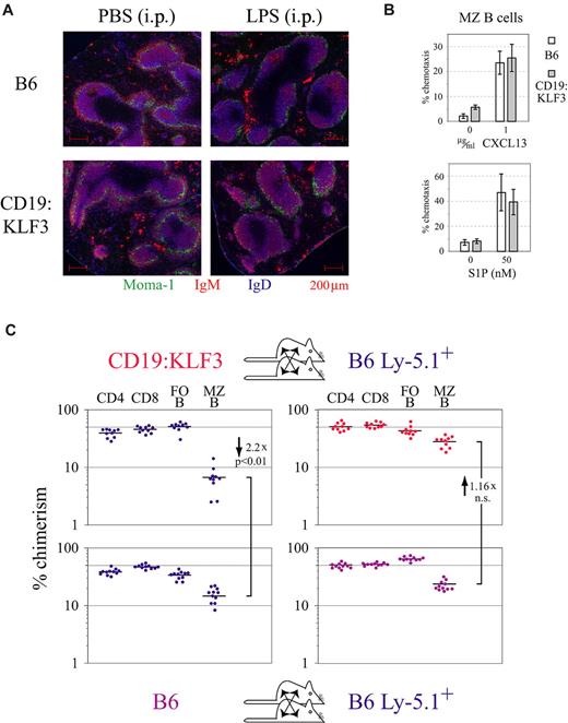 Figure 6. Intact MZ B-cell migration in vivo and in vitro. (A) Intact B-cell chemotaxis toward CXCL13 in vivo: After LPS stimulation, CD19:KLF3 transgenic MZ B cells move into the B-cell follicle. Migration was induced by injecting 50 μg LPS (Fluka) in 200 μL of phosphate-buffered saline intraperitoneally.14 Mice were killed for analysis 3 hours later, and spleen cryosections were stained for Moma-1, IgM, and IgD. (A) Micrographs were obtained with an Apotome microscope, using a 10×/0.45 NA objective and the MosaiX Axiovision software module. (B) The proportion of MZ B cells migrating toward CXCL13 or S1P in vitro is the same for normal and KLF3 transgenic cells. Experiments were performed in duplicate or quadruplicate, respectively. Results were obtained from 2 independent experiments. Spontaneous migration was variable between experiments but always less than or equal to 10%. (C) Preestablished CD19:KLF3 MZ B cells are sessile and resistant to replacement by normal cells: B6 and B6.Ly-5.1 or CD19:KLF3 and B6.Ly-5.1 mice were parabiosed 3 weeks before analysis. The chimerism among the indicated lymphocyte subset was evaluated using FACS (CD4 T cells: CD3+ CD4+; CD8 T cells: CD3+ CD8+; follicular B cells: CD19+ CD21+ CD23+; MZ B cells: CD19+ CD21hi CD23−). Graphs depict the chimerism among lymphocyte subsets in B6.Ly-5.1 mice (right panels) that were parabiosed with B6 mice (bottom left panel) or CD19:KLF3 mice (top left panel). Results derived from 2 independent experiments are shown (using 11 and 10 parabiotic couples, respectively).