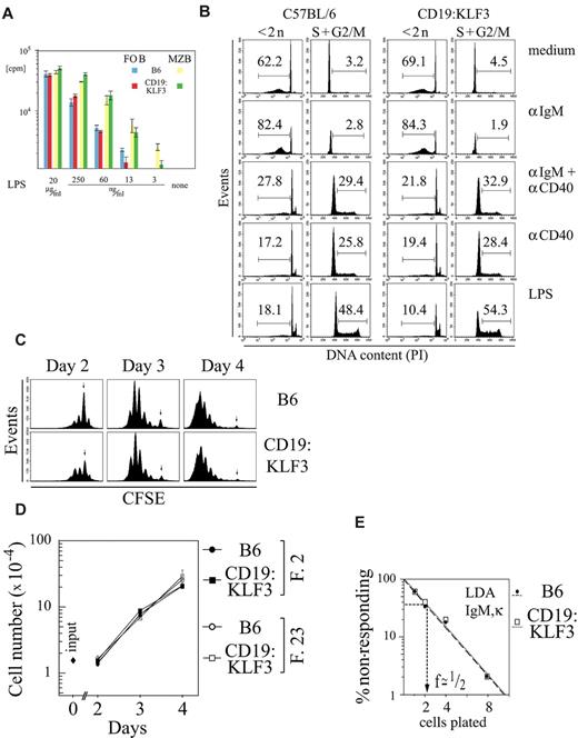 Figure 7. Similar proliferative responsiveness of FO and MZ B cells of normal and KLF3 transgenic mice in vitro. (A) FO and MZ B cells were isolated from the spleens of nontransgenic and KLF3 transgenic littermates using magnetic bead enrichment and cell sorting based on CD21/35, CD23, and CD19 staining. A total of 2 × 104 cells were cultured in 0.2 mL medium to which graded amounts of LPS were added as indicated. 3H-Thymidine (0.5 μCi/well) was added on day 2, and incorporated radioactivity was measured on day 3. Assays were performed in triplicate; mean values and error bars (representing SDs) are shown. (B) DNA G1/G2/S profiles at 42 hours after stimulation by anti-IgM, anti-CD40 + IgM, anti-CD40 alone, or LPS. (C) CFSE profiles on days 2 to 4 upon LPS stimulation of lymph node cells depleted of Thy-1.2+ cells. (D) Increase in cell numbers on days 2 to 4 on LPS stimulation of lymph node cells depleted of Thy-1.2+ cells. Cells were counted by FACS using beads of known concentration as reference. (E) Limiting dilution assay for the determination of the frequency of IgM,κ-secreting cells upon LPS stimulation on rat feeder cells. Graded amounts of Thy-1.2+ depleted lymph node cells were seeded onto 4 × 105 rat thymus feeder cells in 96-well plates. Mouse IgM,κ secretion was determined by enzyme-linked immunosorbent assay. Wells were counted positive if a given well gave an OD that differed by more than 3 SDs from the mean of negative wells. (A) One of 2 independent experiments is shown. (B-D) The experiment was performed in parallel with transgenic and nontransgenic littermate cells of 2 founder lines, giving similar results, and was repeated once. (E) The experiment was repeated once, giving similar results.