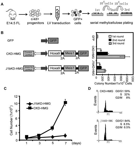 Figure 3. Kdm2b/Jhdm1b is required for Hoxa9-Meis1-induced leukemic transformation in vitro. (A) Flow chart of experimental procedure. To examine the role of Kdm2b/Jhdm1b in Hoxa9-Meis1-induced leukemic transformation in vitro, c-kit+ hematopoietic progenitors were isolated from E14.5 fetal liver (FL) and transduced with lentiviral (LV) vectors expressing various combinations of proteins and shRNAs. Transduced cells were then plated on methylcellulose to evaluate the effect of Kdm2b/Jhdm1b KD on colony formation and replating capacity. (B) KD of Kdm2b/Jhdm1b in Hoxa9-Meis1-induced leukemic cells impairs their methylcellulose colony replating capacity. Colony numbers for each round of replating are shown. (C) Growth curves indicate KD of Jhdm1b in Hoxa9/Meis1/GFP (J1bKD-HMG)–transformed leukemic cells impairs cell proliferation compared with Hoxa9/MeisI/GFP-transformed cells with control KD (CKD-HMG). Transformed cell colonies were picked after the third round of methylcellulose replating and cultured in liquid medium. (D) KD of Kdm2b/Jhdm1b results in a block at G1-to-S phase transition. Flow cytometric analysis of cell cycle status shows that Kdm2b/Jhdm1b KD (J1bKD-HMG) results in a higher percentage of cells in the G1 phase than that of control KD (CKD-HMG).