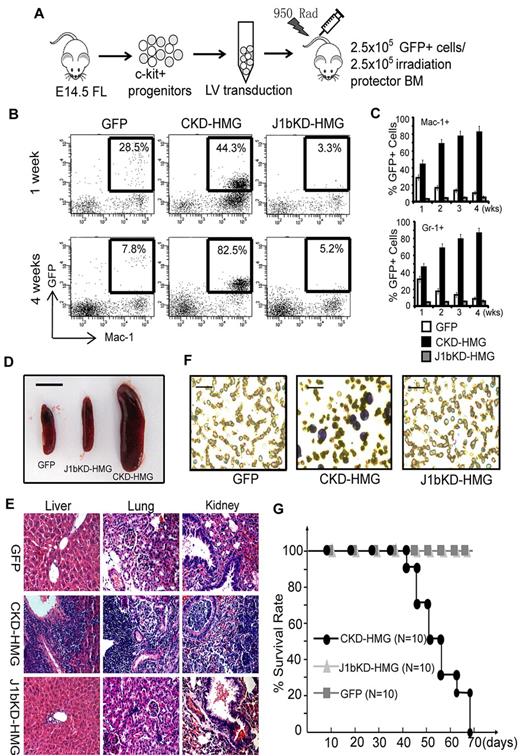 Figure 4. Kdm2b/Jhdm1 is required for Hoxa9-Meis1-induced AML development in vivo. (A) Flow chart of experimental procedure for BM transplantation assays. To examine the role of Kdm2b/Jhdm1b in Hoxa9-Meis1-induced AML development in vivo, c-kit+ progenitors were isolated from E14.5 fetal liver (FL) of Ly5.2 C57BL/6 embryos. After lentiviral (LV) transduction with vectors expressing various combinations of proteins and shRNAs, the genetically modified cells were mixed with normal irradiation protector cells and were transplanted into lethally irradiated Ly5.1 C57BL/6 mice. (B) FACS analysis of the accumulation kinetics of the genetically modified donor cells (GFP, CKD-HMG, and J1bKD-HMG) in the peripheral blood of recipients. The results indicate that Kdm2b/Jhdm1b KD cells (J1bKD-HMG) failed to repopulate in the Mac-1+ myeloid lineage, whereas the control KD cells (CKD-HMG) can. (C) The percentage of genetically modified cells, marked by GFP, contribute to the myeloid lineage (Gr-1+ and Mac-1+) of peripheral blood at various times after transplantation. The results show that Kdm2b/Jhdm1b KD inhibits repopulating by Hoxa9-Meis1-transduced cells in recipient mice. The percentage of GFP+ cells in a particular lineage is calculated by dividing GFP and lineage marker double-positive cells with the total lineage marker-positive cells. All error bars represent SD (n = 10). (D) Splenomegaly of mice that received a transplant with lentiviral-transduced BM cells expressing CKD-HMG. Shown is a representative picture of spleens harvested from mice 6 weeks after transplantation of BM cells transduced with lentiviral vectors expressing GFP, J1bKD-HMG, or CKD-HMG. Bar size represents 1.0 cm. (E) H&E staining shows leukemic infiltration of multiple organs (spleen, kidney, and lung) in mice that received a transplant with Hoxa9-Meis1-induced leukemic cells (CKD-HMG), whereas there is no obvious leukemic cell infiltration in mice that received a transplant with BM cells transduced with lentiviral vectors expressing GFP or J1bKD-HMG cells. (F) May-Grünwald/Giemsa staining shows typical leukemic cells in the peripheral blood of mice that received a transplant with CKD-HMG cells. Bar size represents 50 μm. (G) Survival curve shows mice that received a transplant with GFP and J1bKD-HMG cells survived ≥ 70 days after transplantation, whereas the mice that received a transplant with CKD-HMG cells all died within 70 days after transplantation.