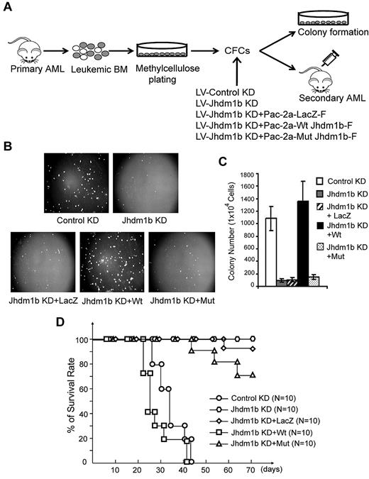 Figure 5. The enzymatic activity of KDM2b/JHDM1b is required for the self-renewal of leukemic stem cells. (A) Flow chart of experimental procedure for analyzing the role of Kdm2b/Jhdm1b in LSC self-renewal. Leukemic cells were isolated from primary AML mice and selected for LSCs through replating on methylcellulose. Cells derived from the colonies were transduced with various lentiviral (LV) vectors, followed by methylcellulose colony formation assay in vitro and secondary transplantation assays in vivo. (B) Photographs of the methylcellulose colony formation assay plates show that Kdm2b/Jhdm1b KD results in a decease of both size and number of colonies. This phenotype can be rescued by wild-type but not a catalytic mutant Kdm2b/Jhdm1b or LacZ. (C) Quantification of the colony numbers derived from the methylcellulose colony replating assays. (D) Survival curve shows prolonged survival of mice that received a transplant of primary Hoxa9-Meis1 leukemia cells with KD of Jhdm1b. This phenotype can be reversed by wild-type but not catalytic mutant Kdm2b/Jhdm1b or LacZ. CFC indicates colony-forming cell; Wt, wild-type; and Mut, mutant.