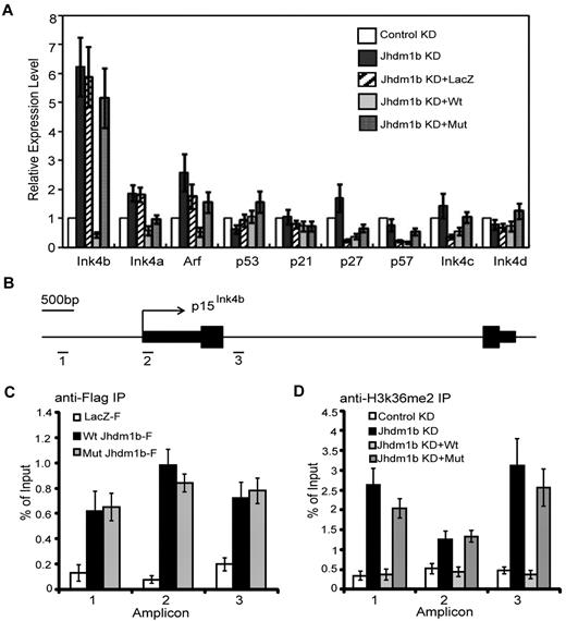 Figure 6. KDM2b/JHDM1b directly regulates p15Ink4b expression in leukemic cells. (A) RT-qPCR analysis shows that p15Ink4b is significantly up-regulated in response to Kdm2b/Jhdm1b KD. Relative mRNA levels are measured by RT-qPCR and normalized to Gapdh level. (B) Schematic representation of the p15Ink4b locus in mouse, indicating the genomic structure (exons are represented by black boxes), as well as the location of the 3 amplicons analyzed by ChIP assays. (C) ChIP experiments with chromatin prepared from leukemic cells expressing LacZ-Flag, wild-type KDM2b/JHDM1b-Flag, and mutant KDM2b/JHDM1b-Flag were carried out with the use of anti-Flag antibody. KDM2b/JHDM1b-Flag binding was assayed by qPCR at the 3 genomic regions depicted in panel B. (D) ChIP experiments with chromatin prepared from leukemic cells with control KD, Kdm2b/Jhdm1b KD, Kdm2b/Jhdm1b KD reconstituted with wild-type Kdm2b/Jhdm1b or mutant Kdm2b/Jhdm1b were carried out with the use of the anti-H3K36me2 antibody. H3K36me2 level was assayed by qPCR at the 3 genomic regions depicted in panel B.