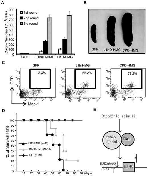 Figure 7. p15Ink4b is a critical target mediating the function of KDM2b/JHDM1b in Hoxa9-Meis1-induced AML. (A) Loss of p15Ink4b abrogates the effect of Kdm2b/Jhdm1b KD on Hoxa9-Meis1-induced leukemic transformation. Serial methylcellulose replating assay shows that similar numbers of colonies were obtained from p15Ink4b-null HPCs transduced with Hoxa9-Meis1 regardless of whether Kdm2b/Jhdm1b was knocked down. (B) Splenomegaly is observed in mice that received a transplant with both control KD (CKD/HMG) and Kdm2b/Jhdm1b KD (J1bKD-HMG) Hoxa9-Mesi1-transduced p15Ink4b-null hematopoietic progenitors. (C) Flow cytometric analysis shows that both J1bKD-HMG and CKD/HMG transduced p15Ink4b-null hematopoietic progenitor donor cells can repopulate and dominate peripheral blood of recipient mice 4 weeks after transplantation. (D) Survival curve shows that mice that received a transplant with p15Ink4b-null HPCs transduced with either CKD-HMG or J1bKD-HMG die within 90 days after transplantation. (E) Proposed model for epigenetic regulation of the Ink4b locus in LSCs. In LSCs, p15Ink4b is suppressed by multiple epigenetic modifiers, including KDM2b/JHDM1b and Polycomb group proteins. In this model, Kdm2b/Jhdm1b is up-regulated by oncogenic stimuli and maintains at a high level in LSCs. Demethylation of H3K36 by KDM2b/JHDM1b and concomitant H2A ubiquitylation by the associated Polycomb group of proteins results in silencing of p15Ink4b. Conversely, depletion of Kdm2b/Jhdm1b causes an increase in the H3K36me2 level concomitant with the loss of Polycomb group proteins, leading to de-repression of p15Ink4b, resulting in defects in leukemic cell proliferation and LSC self-renewal.