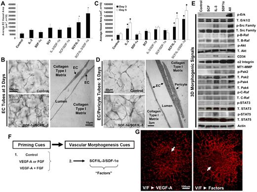 Figure 1. SCF, IL-3 and SDF-1α synergistically act to promote EC tube morphogenesis in the presence or absence of pericytes and function downstream of VEGF-A/FGF-2 EC priming events. (A) SCF, IL-3, and SDF-1α were each provided as morphogenic stimuli for ECs individually or in different combinations and compared with control conditions in 3D collagen matrices. Total EC tube area was quantitated for each condition after 72 hours of culture (n ≥ 10; P ≤ .01). (B) Representative images of control versus SCF/IL-3/SDF-1α–stimulated cultures are shown (Bar equals 100 μm, left) as well as an electron micrograph of EC tube assembly (10 μm, right; n ≥ 10; P ≤ .01). (C) EC-pericyte morphogenic coculture assays were established in the presence of the hematopoietic cytokines individually or in different combinations and compared with control conditions in 3D collagen matrices. EC tube areas were quantified after both 72 and 120 hours. (D) Representative images of the cocultures under control versus SCF/IL-3/SDF-1α–stimulated conditions are shown (bar equals 50 μm), along with an electron micrograph of these cultures demonstrating the relationship between the ECs and pericytes (bar equals 2 μm). (E) EC-only morphogenic assays were established in the presence of each hematopoietic cytokine alone or the 3 factors together (All) versus controls. Cell lysates were collected at day 3 and Western blot analysis performed to assess kinase signaling and protein expression changes that correlate with the ability of hematopoietic cytokines to stimulate tube morphogenesis, and determine synergistically acting promorphogenic signaling pathways. (F) A schematic depicting a 2-step process of EC priming versus morphogenic cues. (G) E6 Quail vitelline vein explants primed with VEGF-A/FGF-2 and placed into morphogenic assays containing either VEGF-A or the combined hematopoietic cytokines. *Significance over control. Fixed cultures were immunostained with QH-1 antibodies. Arrows indicate the vessel explant border (n ≥ 10; P ≤ .01).