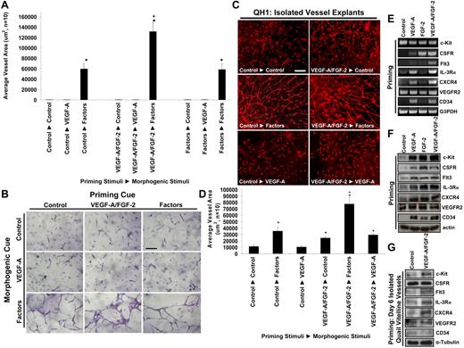Figure 3. VEGF-A and FGF-2 prime EC tube morphogenic responses to SCF, IL-3, and SDF-1α by up-regulating hematopoietic cytokine receptors. (A,B) ECs were primed for 16 hours with either control, VEGF/FGF, or SCF/IL-3/SDF-1α treatments and then were suspended in 3D collagen matrices with either control, VEGF, or SCF/IL-3/SDF-1α additions. Priming cues are listed first, followed by the morphogenic stimuli. Cultures were fixed after 72 hours, photographed, and quantitated for total EC tube area (n ≥ 10; P ≤ .01). Bar equals 100 μm. (C) Quail vitelline vessels were isolated and the vessels primed overnight with VEGF-A/FGF-2 or control conditions. Explants were placed into collagen gels and were treated with either VEGF-A, hematopoietic cytokines, or control conditions. After 5 days, the vessels were stained with QH-1 to visualize quail ECs and representative images are shown. Bar equals 75 μm. (D) Quantification of EC tube formation from vitelline vessel explants is shown (n ≥ 6; P ≤ .01). (E) Reverse transcription polymerase chain reaction analysis of EC mRNA primed with VEGF-A, FGF-2, or the combination of VEGF-A/FGF-2 versus control treated cells for 16 hours. (F) Western blot analysis of ECs primed with VEGF-A, FGF-2, or the combination of VEGF-A/FGF-2 versus control cells for 16 hours. (G) Western blot analysis of embryonic day 6 quail vitelline vessel explants primed with VEGF-A/FGF-2 versus nonprimed control vessels for 16 hours. *Denotes significance over control-control condition; +denotes significance over the control-factors condition.