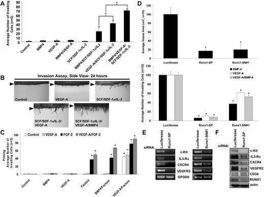 Figure 5. Hematopoietic cytokines stimulate EC angiogenic sprouting in conjunction with VEGF-A or BMP-4, and the EC transcription factor, Runx1, controls hematopoietic cytokine receptor expression that is necessary for EC morphogenic responses in 3D collagen matrices. (A,B) The indicated factors were added to the collagen matrix and ECs were seeded on the collagen gel surface and EC sprouting was quantitated (A) after 24 hours (n ≥ 10; P ≤ .01) and photographed (B) from the side. Arrowheads indicate the monolayer surface. (C) ECs were primed with VEGF-A, FGF-2, VEGF-A/FGF-2, or control and then were seeded on the surface of gels that contained the indicated individual or combined factors (n ≥ 10; P ≤ .01). *Denotes significance over control. (D) SiRNA suppression of the transcription factor Runx1 in ECs with the use of 2 independent siRNAs (Smartpool-SP or Single-SN) directed to Runx1 was tested during EC tube formation (top) or EC sprouting (bottom; n ≥ 10; P ≤ .01). *Denotes significant blockade from Luciferase controls. (E) Reverse transcription polymerase chain reaction analysis was performed on ECs treated with siRNAs to Runx1 versus luciferase controls to determine mRNA expression for each of the hematopoietic cytokine receptors as well as VEGFR2 and controls. (F) Western blot analysis was performed to determine protein expression for each of the hematopoietic cytokine receptors as well as VEGFR2 after siRNA suppression of Runx1 in ECs.