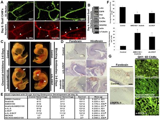 Figure 6. Role for hematopoietic stem cell cytokines and their receptors during quail developmental vascularization events. (A) Quail CAM tissue was isolated at day 6 of development, fixed, and double stained for the quail EC-specific marker, QH1, versus c-Kit, IL-3Rα, and CXCR4. Arrows indicate vessel wall borders; arrowheads indicate circulating blood cells. (B) Western blot analysis of embryonic 6-day quail vitelline vessels reveals the presence of hematopoietic cytokine receptors in the vasculature. (C) The chemical inhibitors AMD3100, imatinib, and ISCK03 were injected into quail eggs at day 3 of development (100nM) individually or in combination as well as blocking antibodies to SCF and IL-3 (20 μg/mL) versus controls. Embryos were allowed to develop until day 6. Embryo images reveal cranial and abdominal hemorrhage phenotypes (arrows) in embryos treated with hematopoietic cytokine or receptor antagonists, but not in controls. (D) Histologic analysis of developing quail tissue reveals marked hemorrhage in treated embryos. (E) Data are presented showing the frequency and location of hemorrhage visualized in treated versus control embryos. In addition, survival data as well as tissue mass are indicated (n ≥ 7; P ≤ .01). (F) Quail CAM tissue was collected from control versus imatinib/AMD3100 or α-IL-3/SCF–treated embryos at day 6 of development and immunostained for the quail EC-specific marker, QH1. The number of vessel branch points is quantified (top), as well as the area of nonvascularized tissue space (bottom; n ≥ 10; P ≤ .01). *Significance from control. (G) Left panels are representative sections from control versus α-IL-3/SCF–treated embryos at 6 days of development, where reduced sprouting is observed in forebrain parenchyma. Bar equals 100 μm. Representative QH1 stained images from 6-day quail CAM are shown from the indicated conditions showing marked vascular remodeling defects in the imatinib/AMD3100 or α-IL-3/SCF–treated embryos compared with control. Bar equals 100 μm.