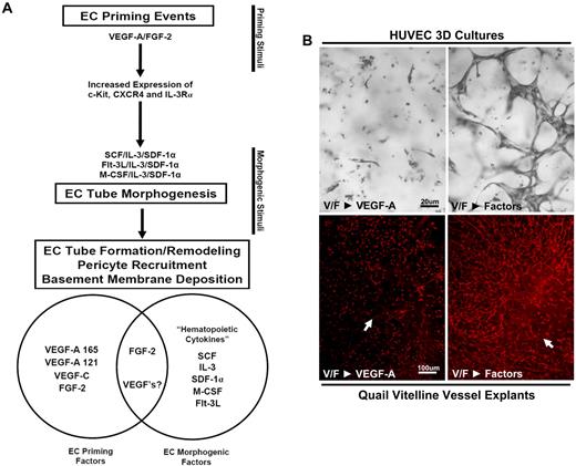 Figure 7. A 2-step model of vascular tube morphogenesis and sprouting: VEGF and FGF prime ECs to respond to hematopoietic stem cell cytokines to form tubes and sprout in 3D matrices. (A) A schematic is shown depicting the 2-step process of EC priming followed by tube morphogenesis and associated downstream effects connected to each step, including up-regulation of the hematopoietic cytokine receptors after VEGF-A/FGF-2 priming events, hematopoietic cytokine-induced morphogenesis, and vessel stabilization through the recruitment of pericytes and basement membrane matrix deposition. A Venn diagram compartmentalizes each growth factor on the basis of its primary function as either a priming or promorphogenic molecule. FGF-2 has strong EC priming activity but does facilitate the action of promorphogenic hematopoietic cytokines. VEGF has strong EC priming activity and also facilitates promorphogenic hematopoietic cytokines during EC sprouting events. (B) Images of VEGF/FGF-primed EC cultures stimulated with VEGF-A versus the hematopoietic factors as morphogenic cues (top). Bar equals 20 μm. VEGF/FGF primed vitelline vessel explants stimulated with VEGF-A versus the hematopoietic factors as morphogenic cues (bottom). Bar equals 100 μm.