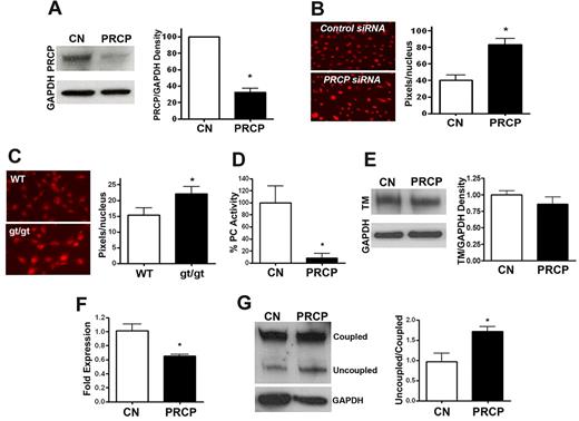Figure 6. Influence of PRCP depletion in cultured cells. (A) HUVECs were treated with control (CN) or PRCP siRNA overnight, and comparative PRCP expression levels were analyzed by immunoblot. Data are mean ± SEM of 3 samples. (B) DHE fluorescent images of siRNA-treated HUVECs were obtained after control (CN; n = 6) or PRCP knockdowns (n = 6). Data are a representative experiment on siRNA-treated cells, and the adjacent graph is the mean ± SEM of pixel density per nucleus measured by morphometric analysis of 6 experiments for each group. (C) DHE fluorescent image of MEFs from control (n = 10) and PRCPgt/gt (n = 11) embryos. The figure presented is a representative experiment on each of the cells, and the adjacent graph is the mean ± SEM of pixel density per nucleus measured by morphometric analysis of ≥ 10 experiments for each condition. (B-C) Photographed at 40× on a Nikon, TE200 immunofluorescent microscope aperture 0.75/0.17 WD 0.72 oil immersion. The relative DHE fluorescence was measured by morphometric analysis on 40× microscopic images using MetaMorph (Molecular Devices). (D) Protein C activation on HUVECs with control (CN) or PRCP siRNA treatment as measured by activated protein C hydrolysis of a chromogenic substrate. Data presented are the percentage activated protein C hydrolysis generated on HUVECs treated with PRCP siRNA versus control. Data are mean ± SEM of 6 experiments per condition. (E) Thrombomodulin (TM) in HUVECs treated with control (CN) or PRCP siRNA as seen on immunoblot. Data presented are the mean ± SEM ratio of TM antigen/GAPDH antigen of 4 experiments. (F) mRNA expression for eNOS from control (CN) or PRCP knockdown siRNA-treated HUVECs as measured by real-time PCR (control: n = 7, PRCP knockdown: n = 7). (G) An immunoblot for eNOS was performed on control and PRCP siRNA-treated HUVEC lysates. The normalized relative ratio of uncoupled:coupled eNOS in lysates from 3 samples of control or PRCP siRNA-treated cells were compared by analysis of band intensity using densitometer scanning. Immunoblot for GAPDH was used as a loading control. *P < .05.