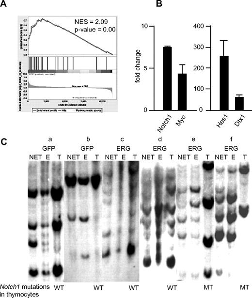 Figure 3. Gene expression analysis of T cells obtained from enlarged thymi of ERG mice and Southern blot analyses of control and ERG mice. (A) Gene Set Enrichment Analysis showing enrichment of genes regulated by Notch1. (B) Quantitative PCR analysis of transcripts of Notch1-regulated genes, Notch1 itself, Myc, Hes1, and Deltex1 (Dtx1). Results are presented as a fold change compared with control thymocytes after normalization on the basis of transcript levels of β-actin. Results (mean and SD) obtained from 3 mice are shown. (C) Nonerythroid/non-T cells (NET) and erythroid cells (E) were fractionated from BM and spleen of the indicated mice. T cells were obtained from thymi (T). Two GFP-only control and 4 ERG mice were used. Genomic DNA extracted from respective cells was analyzed for virus integration by a GFP probe. The “a” to “f” indicate mice shown in Figure 1G. Mutation status of Notch1 is also shown. WT indicates wild type; MT, mutated.