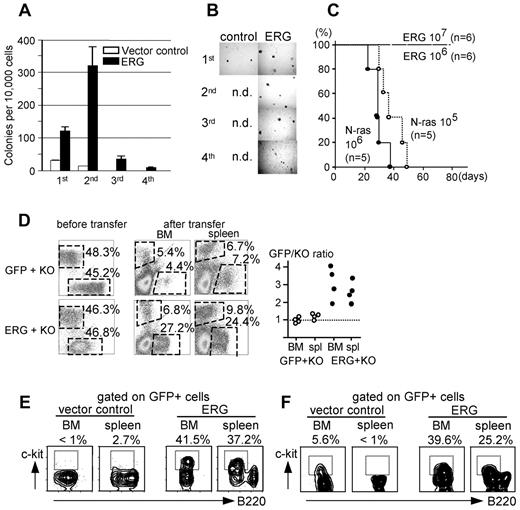 Figure 5. Effects of ERG expression on B cells. (A-B) Colony-forming ability of control and ERG-transduced pro-B cells derived from BM. Number of colonies formed and rounds of plating (A), and photomicrographs of the colonies; original magnification ×40 (UPlan FLN 4×/0.13 PhP objective) (B). (C) Kaplan-Meier survival curve for mice that received a transplant with the indicated number of N-rasG12D- or ERG-expressing pro-B cells. (D) Equal numbers of GFP- and KO-, or ERG- and KO-expressing pro-B cells were transplanted into NOD-SCID mice, and BM and spleen cells were analyzed for expression of GFP and KO after the transplantation. FACS analyses for expression of GFP and KO in pro-B cells before transplantation (left) and in BM and spleen after transplantation (middle). A plot is presented showing the ratio of GFP to KO (right). (E-F) FACS analyses of GFP+ cells in BM and spleen of mice that received a transplant with pro-B cells infected with control or ERG virus (E) and of mice that received a transplant with BM cells infected with a lentivirus containing the CD19 promoter driving GFP-only control and ERG expression in the B-cell compartment (F).
