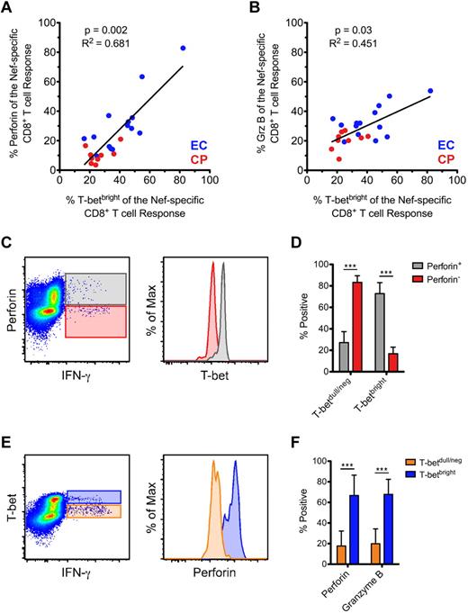 Figure 4. Positive correlation between T-bet and the expression of both perforin and Grz B within activated CD8+ T cells. (A-B) The proportion of Nef-specific perforin (A) and Grz B (B) expression was plotted against the fraction of the response that was T-betbright within all therapy-naive subjects (ECs, blue; CPs, red). Spearman correlation tests (nonparametric; 2-tailed) were performed to determine statistical significance as indicated. Only those subjects in whom a Nef-specific response was detected are plotted. (C) Relative levels of T-bet expression are shown within perforin+IFN-γ+ (gray) and perforin−IFN-γ+ (red) CD8+ T cells from an example Nef-specific response. (D) T-bet expression profile of all perforin+ and perforin− Nef-specific CD8+ T cells (as identified by staining for IFN-γ, TNFα, or CD107a) was determined among ECs. (E) Relative levels of perforin expression are shown within T-betbrightIFN-γ+ (blue) and T-betdull/negIFN-γ+ (orange) CD8+ T cells from an example Nef-specific response. (F) The degree of perforin and Grz B positivity was determined for all T-betbright and T-betdull/neg Nef-specific CD8+ T cells (as identified by staining for IFN-γ, TNFα, or CD107a) among ECs. (D and F) Mann-Whitney tests (nonparametric; 2-tailed) were performed to determine statistical significance. ***P < .001. Bars represent the means and error bars indicate SDs.