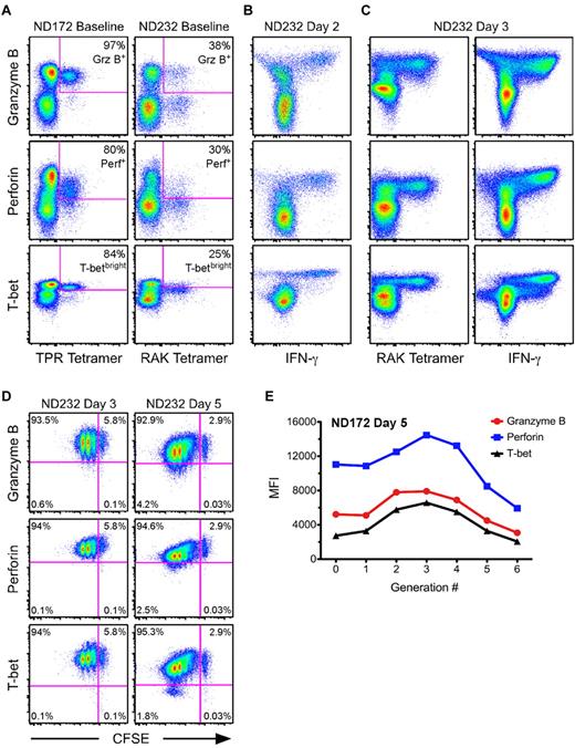 Figure 5. Kinetics of T-bet, perforin, and Grz B up-regulation are tightly linked during an antigen-specific recall response. (A) The degree of Grz B, perforin, and T-betbright positivity was determined at baseline for TPR- and RAK-specific CD8+ T cells (labeled by the peptide: MHC I tetramer) from 2 HIV-negative donors, ND172 and ND232, respectively. Percentages represent the fraction of tetramer+ cells that fell within each gate. (B-C) PBMCs from ND232 were incubated for either 2 (B) or 3 (C) days in the presence of RAK peptide. The levels of Grz B, perforin, and T-bet are shown within RAK-specific cells, which were identified either by peptide restimulation for 6 hours or by tetramer staining. Events shown have been gated on CD8+ T cells. (D) CFSE-labeled PBMCs from ND232 were incubated for either 3 or 5 days in the presence of RAK peptide, and the expression of Grz B, perforin, and T-bet was subsequently determined. All flow cytometric plots show only RAK-specific cells, as determined by tetramer staining. Percentages represent the fraction of tetramer+ cells that fell within each quadrant. (E) CFSE-labeled PBMCs from ND172 were incubated for 5 days in the presence of the TPR peptide. The MFI of Grz B, perforin, and T-bet within TPR-specific cells was plotted against each generation number, which was established with FlowJo software Version 8.8.4.