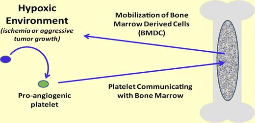 In the presence of a hypoxic environment (eg, ischemia or aggressive tumor growth) platelets become proangiogenic. Once proangiogenic, the platelet can release its cargo and actively interact/communicate with the bone marrow resulting in bone marrow–derived cell activation and recruitment. However, the mechanism controllong the release and/or control of the stimulation of bone marrow cell recruitment is unknown.