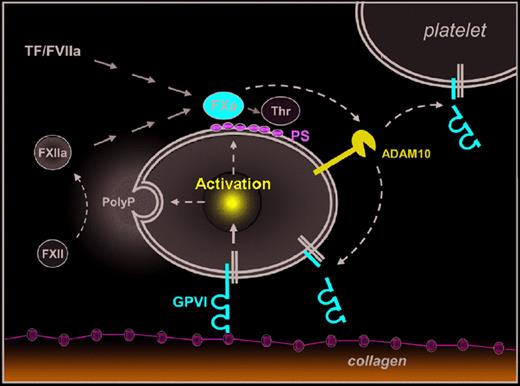 A new molecular link between coagulation and platelet activation. Emphasis is on the novel pathway. Platelet activation on subendothelial collagens is mediated by GPVI and leads to release of inorganic polyphosphates (PolyP) and surface exposure of procoagulant phosphatidylserine (PS). PolyP-triggerd FXII activation (intrinsic coagulation pathway) and tissue factor (TF)/FVIIa (extrinsic coagulation pathway) lead to activation of FX and finally thrombin (Thr) generation. Al-Tamimi and coworkers1 now demonstrate that FXa also directly or indirectly activates ADAM10 (and possibly other metalloproteinases) on the platelet surface leading to ectodomain shedding of GPVI, which may limit further activation of adherent platelets and/or reduce reactivity of circulating platelets.
