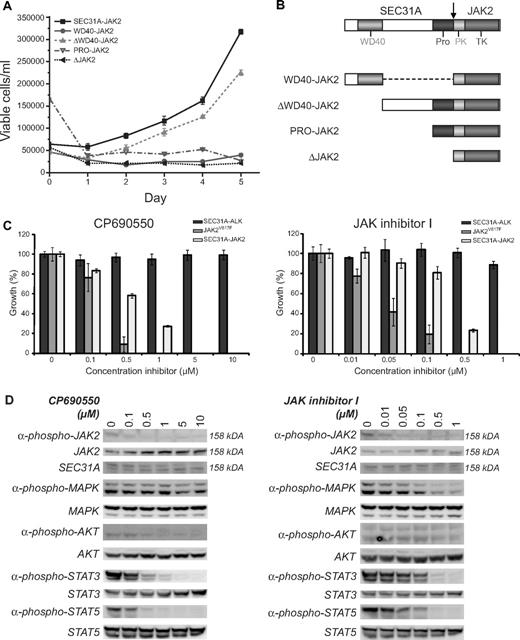 Figure 2. Functional analysis of SEC31A-JAK2. (A) IL3 deprivation of Ba/F3 cells transduced with SEC31A-JAK2 and with the deletion mutant ΔWD40-JAK2 resulted in transformation to growth factor–independent growth. When transduced with the deletion mutants WD40-JAK2, PRO-JAK2, and ΔJAK2, Ba/F3 cells were not able to proliferate in the absence of IL3. The mean growth ± SEM of 3 separate measurements over 5 consecutive days is shown. (B) Schematic representation of the protein structures of the SEC31A-JAK2 deletion mutants. (C) SEC31A-JAK2, SEC31A-ALK, and JAK2V617F–expressing Ba/F3 cells, cultured in the absence of IL3, were treated with the indicated concentrations of the JAK inhibitors CP690550 (left panel) and JAK inhibitor I (right panel), and cell survival was quantified after 24 (SEC31A-JAK2 and SEC31A-ALK) or 48 (JAK2V617F) hours. Ba/F3 cells expressing SEC31A-JAK2 and JAK2V617F, but not SEC31A-ALK, were inhibited in a dose-dependent manner by treatment with JAK inhibitors. IC50 values for CP690550 were observed between 500nM and 1μM for SEC31A-JAK2 and between 100nM and 500nM for JAK2V617F. Treatment with JAK inhibitor I resulted in IC50 values between 100nM and 500nM for SEC31A-JAK2 and between 10nM and 50nM for JAK2V617F. Cell survival in the absence of inhibitor was set at 100%. Mean ± SEM of 4 independent measurements is shown. (D) Western blot analysis showing the effect of CP690550 (left panel) and JAK inhibitor I (right panel) treatment on Ba/F3 cells transduced with SEC31A-JAK2, grown in the absence of IL3. In addition to SEC31A-JAK2 phosphorylation (158 kDa), phosphorylation of AKT, STAT3, and STAT5 decreased with increasing CP690550 concentration. In cells treated with JAK inhibitor I, phosphorylation of MAPK (ERK1 + ERK2), STAT3, and STAT5 reduced with increasing inhibitor concentrations. Expression of total SEC31A-JAK2 (158 kDa), MAPK (ERK1 + ERK2), AKT, STAT3, and STAT5 remained unaffected.