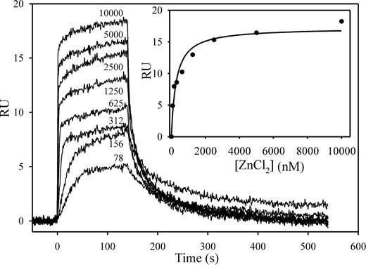 Figure 4. Binding of Zn2+ to HRG monitored by SPR. Biotin-HRG was immobilized on a streptavidin-modified chip to 800 RU. ZnCl2 (0-10 000nM) was injected over the flow cell for 120 seconds, and then buffer was injected. ZnCl2 concentrations in nanomolar are noted beside each tracing. (Inset) A plot of the RU values at equilibrium versus the concentration of ZnCl2. The data were analyzed by rectangular hyperbola equation (line).
