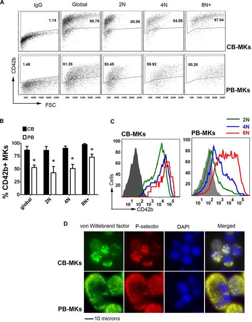 Figure 1. Cytoplasmic maturation of CB-MKs. At day 14 of culture, MK cytoplasmic maturation and polyploidization were analyzed by flow cytometry and immunofluorescence. (A) Representative flow cytometric measurements of the percentage of CD42b+ MKs at each ploidy level in CB-MK and PB-MK cultures. (B) Compared with PB-MKs, CB-MKs exhibited significantly higher percentages of CD42b+ (mature) cells at each ploidy level. The bars represent the means ± SEM of 3 independent experiments. *P < .05. (C) When the intensity of CD42b staining was measured by MFI, CB-MKs exhibited almost equally intense expression at all ploidy levels. In contrast, among PB-MKs, the intensity of the staining increased gradually in parallel to the ploidy level. The figure shows a representative result of 3 independent experiments. (D) Like mature PB-MKs, low-ploidy CB-MKs formed α granules coexpressing P-selectin and VWF, as indicated by immunofluorescence staining. Images were taken on an Eclipse fluorescent microscope equipped with a DXM1200F camera (both from Nikon) at a magnification of 600×.