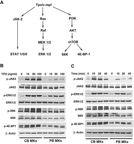 Figure 4. TPO signaling in CB-MKs and PB-MKs. (A) Schematic representation of the major TPO-signaling pathways in MKs.25,38 (B) After 14-16 hours of starvation, MKs were stimulated with different concentrations of TPO (10-100 ng/mL) for 20 minutes, and TPO-induced protein phosphorylation was determined. At all TPO concentrations, JAK2, S6K, and 4E-BP-1 phosphorylation was significantly stronger in CB-MKs compared with PB-MKs. (C) After the same overnight starvation, MKs were stimulated with 50 ng/mL TPO for different time periods (10, 20, and 40 minutes). At all time points, JAK2, S6K, and 4E-BP-1 phosphorylation was stronger in CB-MKs compared with PB-MKs. The images shown are representative of 3 separate time courses and 2 dose-response experiments.