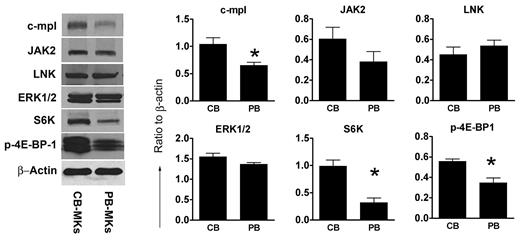 Figure 5. TPO-signaling proteins in CB-MKs and PB-MKs. Total levels of proteins related to TPO signaling were measured by Western blot in unstimulated mature MKs derived from CB and PB progenitor cells (after 14 days of culture with TPO only). C-MPL, S6K, and p-4E-BP-1 were present at significantly higher levels in CB-MKs compared with PB-MKs. There were no significant differences in JAK2, LNK, and ERK1/2 levels. The bars represent the means ± SEM of protein levels, expressed as a ratio to β-actin, in 4 independent experiments. *P < .05.