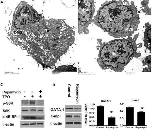 Figure 7. Ultrastructure and protein-expression levels of GATA-1 and C-MPL in rapamycin-treated versus control CB-MKs. (A) Representative electron photomicrograph of a CB-MK cultured in 0.01% DMSO (controls) exhibiting a large cytoplasm, a large cytoplasm/nucleus (Nu) ratio, abundant granules (Gr), and an open DMS. (B) Ultrastructural characteristics of MKs treated with rapamycin showing a striking reduction in cytoplasm, nearly absent granules, and a lack of DMS. Features of very immature MKs were frequently observed, including multivesicular bodies (MVB) and dense compartments (DC). (C) Under the same experimental setting described in Figure 4, MKs were starved overnight and then stimulated with TPO in the presence or absence of rapamycin (50nM). Pretreatment with rapamycin significantly suppressed phosphorylation of S6K and 4E-BP-1 upon TPO stimulation in CB-MKs. (D) In separate experiments, MKs treated with rapamycin from day 11 until day 14 of culture had significantly lower protein levels of GATA-1 and C-MPL compared with control MKs. Bars reflect the means ± SEM of 3 independent experiments. *P < .05.