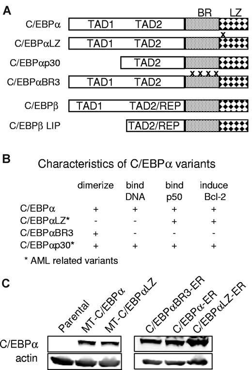 Figure 1. Diagram properties and expression of C/EBPα proteins. (A) Diagram depicting C/EBPα (p42), the location of C/EBPαLZ in-frame duplications and deletions, truncated C/EBPαp30, the basic region mutant C/EBPαBR3, and C/EBPβ or its LIP isoform. BR indicates basic region; LZ, leucine zipper; TAD, trans-activation domain; REP, repression domain. (B) Properties of the C/EBP variants used. (C) Total cellular proteins extracted from parental Ba/F3 cells or clones expressing the indicated C/EBPα isoforms were subjected to Western blotting with the use of C/EBPα or actin antisera.