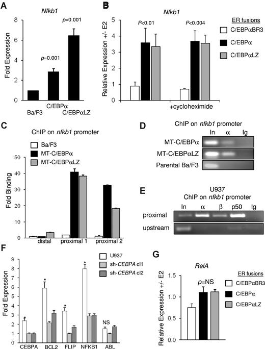 Figure 2. C/EBPα directly regulates nfkb1 gene expression. (A) Parental Ba/F3 cells and clones expressing MT-C/EBPα or MT-C/EBPαLZ were cultured with zinc chloride, and RNA was extracted after 16 hours. p50 transcripts were measured and normalized to mS16 levels with the use of quantitative reverse transcriptase PCR. Mean and SE from 3 independent experiments are shown. (B) Ba/F3 cells carrying the indicated C/EBPα-ER variant were cultured with (+) or without (-) estradiol (E2) for 7 hours, and normalized p50 mRNA levels were assessed by quantitative reverse transcriptase PCR. p50 transcripts levels were similarly assessed in the presence of cycloheximide. The average of RNA ratios with or without E2 from 3 independent experiments is shown. (C) Parental Ba/F3 cells and clones expressing MT-C/EBPα or MT-C/EBPαLZ were cultured with zinc chloride for 16 hours and subjected to ChIP analysis. After immunoprecipitation with C/EBPα antiserum, enrichment of DNA fragments corresponding to the proximal or the distal regions of the nfkb1 promoter were determined with quantitative real-time PCR relative to input. Averages from 3 repetitions are presented. (D) A representative gel of ChIP of C/EBPα of C/EBPαLZ on the nfkb1 promoter is shown. (E) U937 lysates were subjected to ChIP analysis with the use of antiserum against C/EBPα (α) C/EBPβ (β), NF-κB p50 (p50), or normal rabbit IgG (Ig). PCR was used to amplify a DNA fragment centered at 20 bp or an upstream fragment starting at −2284 bp of the NFKB1 gene. (F) U937 cells were transduced with vectors expressing shRNA against C/EBPα. Total cellular RNA was extracted from parental cells and from 2 clones expressing different shRNAs that resulted in effective knockdown of CEBPA. Expression of the indicated genes was measured with quantitative real-time PCR. *P ≤ .001 for the comparison between parental cells and either of the clones expressing an shRNA targeting CEBPA. (G) mRNA levels of NF-κB p65 were evaluated in Ba/F3 cells expressing ER fusions of C/EBPα or its indicated variants, 7 hours after induction with E2. The average normalized transcript level ratios with or without E2 from 3 independent repetitions are shown.