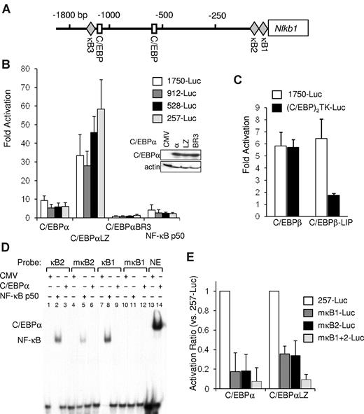 Figure 3. C/EBPα regulates nfkb1 gene expression via 2 conserved κB sites. (A) Diagram of the murine nfkb1 promoter, which lacks a TATAA box. Locations of the indicated transcription factor binding sites are marked relative to the transcription initiation site. (B) NIH-3T3 cells were transiently cotransfected with 1 μg of nfkb1–1750-Luc or its truncated variants nfkb1–912, –528-Luc, or –257-Luc, 5 ng of CMV-β-Gal, and 100 ng of CMV, CMV-C/EBPα variants, or CMV-NF-κB p50. Fold activation of the full-length or truncated promoters relative to empty CMV plasmid was determined after adjustment for β-galactosidase activity. The averages from 3 independent experiments are shown. Expression level of the various C/EBPα variants was determined by Western blotting. (C) Fold activation of the nfkb1-Luc or (C/EBP)2TK-Luc reporter by C/EBPβ or its LIP isoform, relative to empty CMV was determined by cotransfection in HeLa cells as described earlier. Luciferase and β-galactosidase activity was measured 48 hours after transfection, and the average corrected activity from 3 experiments is presented. (D) 293T cells were transiently transfected with 3 μg of CMV-C/EBPα, CMV-p50, or empty CMV vector as indicated. Nuclear extracts were subjected to gel shift analysis with the use of oligonucleotides corresponding to the κB sites from the nfkb1 promoter (κB1 or κB2), their corresponding mutants (mκB1 or mκB2), or a consensus C/EBP-binding site from the neutrophil elastase (NE) promoter. (E) NIH-3T3 cells were cotransfected with 1 μg of the nfkb1–257-Luc reporter or its variants carrying clustered point mutations of either one or both κB sites in the nfkb1 promoter (mκB1-, mκB2-, or mκB1+2-Luc, respectively) and with 100 ng of CMV, CMV-C/EBPα, or CMV-C/EBPαLZ and 5 ng of CMV-β-Gal. Corrected activation by the indicated C/EBPα isoform relative to empty CMV was determined, and the average activation ratio of each mutant relative to the WT reporter from 3 experiments is presented.