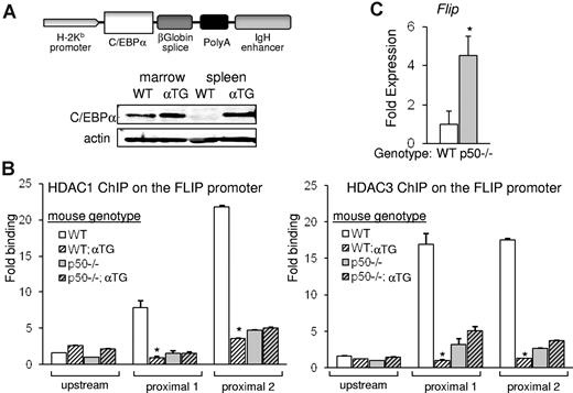 Figure 5. C/EBPα preferentially displaces HDAC from NF-κB p50. (A) A diagram depicting the H2K-Eμ–C/EBPα transgene. Total cellular extracts from BM-nucleated cells or splenocytes of WT or H2K-Eμ–C/EBPα transgenic (αTG) mice were subjected to Western blotting for C/EBPα or actin. (B) Single-cell suspensions of splenocytes from WT, WT;αTG, p50−/−, or p50−/−;αTG mice were subjected to ChIP analysis with the use of HDAC1 (left) or HDAC3 (right) antibodies, and enrichment of precipitated DNAs corresponding to the proximal or the distal regions of the Flip promoter were determined with quantitative real-time PCR relative to input. Averages from 3 repetitions are presented. (C) Flip transcripts were measured in splenocytes of WT or p50−/− mice and normalized to mS16 levels with the use of quantitative reverse transcriptase PCR. Mean and SE from 3 independent experiments are shown.
