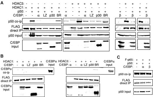 Figure 6. C/EBP interrupts interaction between NF-κB p50 and HDAC. (A) 293T cells were cotransfected with the indicated combinations of 1 μg of CMV-p50, 3 μg of the indicated C/EBPα isoform (left) or C/EBPβ (right), and 1.5 μg of CMV-FLAG-HDAC1 or 750 ng of CMV-FLAG-HDAC3. Cell extracts were immunoprecipitated (IP) with the use of anti-FLAG beads, and the precipitated lysates or input extracts were Western blotted with the indicated antibodies. (B) 293T cells were transfected with similar quantities of C/EBPα, CMV-FLAG-HDAC1, or CMV-FLAG-HDAC3 as indicated, and cell extracts were immunoprecipitated with anti-FLAG beads followed by Western blotting with the use of the indicated antibodies. Representative blots from 3 experiments are shown. (C) 293T cells were cotransfected with 1 μg of CMV-p50, 1 μg of CMV-FLAG-p65, and 3 μg of the indicated CMV-C/EBP plasmid. Anti-FLAG beads were used to immunoprecipitate cell extracts, and the precipitated lysates or input extracts were subjected to Western blotting with the use of the indicated antibodies.