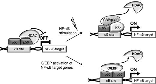 Figure 7. Two pathways for activation of NF-κB target genes. In unstimulated cells, expression of NF-κB–regulated genes is often repressed by recruitment of HDACs by p50:p50 homodimers bound to nuclear κB sites (top). Canonical NF-κB stimulation results in displacement of p50 homodimers, binding of p65:p50 heterodimers, and recruitment of coactivators to chromatin (top). Alternatively, C/EBPs or C/EBPα AML mutants displace HDACs bound to p50 homodimers, resulting in activation of NF-κB–regulated gene independent of activation of the NF-κB system (bottom).