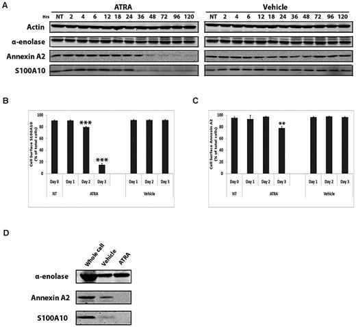 Figure 1. ATRA decreases cell surface S100A10 levels. NB4 cells were treated with 1μM ATRA or a vehicle control for the indicated times. Cell lysates were prepared, and total levels of S100A10, annexin A2, or α-enolase were examined by Western blotting with the use of actin as a loading control (A). Flow cytometric analysis of cell surface S100A10 (B) and annexin A2 (C) in ATRA-treated NB4 cells. Cells were incubated with anti-S100A10 and anti–annexin A2 antibodies. Quantification of flow cytometric analysis of cell surface S100A10 and annexin A2 in NB4 cells was calculated with WinMDI software (**P < .01 and ***P < .001). NB4 cells treated with ATRA for 5 days were incubated with Sulfo-NHS-SS-biotin and lysed, and the biotinylated (cell surface) proteins were collected with streptavidin beads and subjected to SDS-PAGE and Western blotting for S100A10, annexin A2 (D).