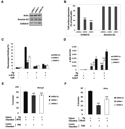 Figure 3. Depletion of S100A10 by shRNA in NB4 cells. NB4 cells were transduced with a retroviral shRNA system with the use of shRNA specific for 2 sequences of S100A10 (shRNA-1 and shRNA-5) and a shRNA scramble sequence (shRNA-Scr). Cell lysates were prepared, and total levels of S100A10 and annexin A2 were examined by Western blotting with the use of actin as a loading control (A). Flow cytometric analysis of cell surface S100A10 and annexin A2 (B). Quantification of flow cytometric analysis of cell surface S100A10 and annexin A2 in NB4 cells was calculated with WinMDI software (**P < .01 and ***P < .001). S100A10-depleted NB4 cells were incubated with 200nM FITC plasminogen, either with or without ϵ-ACA (100mM) or CpB (5 U/mL), for 1 hour at 4°C, and plasminogen binding was measured by FACS. Statistical analysis was performed by one-way ANOVA with Tukey multiple comparisons, and data are expressed as the percentage of specific binding ± SD of 3 independent experiments (C). S100A10-depleted NB4 cells were incubated with uPA (50nM) and plasminogen (0.5μM), and the rate of plasmin generation was measured at 405 nm. Statistical analysis was performed by Student t test (***P < .001), and data are expressed as Δ405 nm/s ± SD of 3 independent experiments (D). ATRA-treated NB4 cells (1 × 105 cells) were added to the upper chamber of Matrigel-coated (E) or fibrin-coated (F) chambers in the absence of FBS which also contained plasminogen (0.5μM). Invading cells were quantified as described in “Matrigel invasion and cell migration.” Data are expressed as the mean number of cells per 40× field ± SD of 3 independent experiments. Statistical analysis was performed by 1-way ANOVA (with Tukey multiple comparisons) in comparison to untreated NB4 cells (NT; ***P < .001).