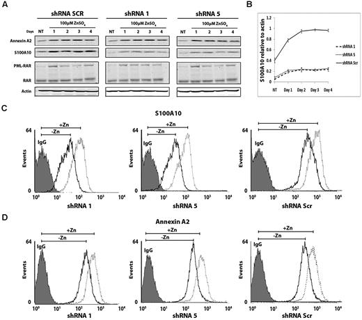 Figure 5. Zn2+ induction of S100A10-depleted PR9 cells up-regulates cell surface expression of S100A10. S100A10-depleted PR9 cells were treated with ZnSO4 for the indicated times. Cell lysates were prepared, and total levels of S100A10, annexin A2, and PML-RAR were examined by Western blotting with the use of actin as a loading control (A). S100A10 up-regulation was quantified by determining the ratio between S100A10 and actin (B). Flow cytometric analysis of cell surface S100A10 (C) and annexin A2 (D) in S100A10 shRNA-transduced PR9 cells before and after induction with ZnSO4.