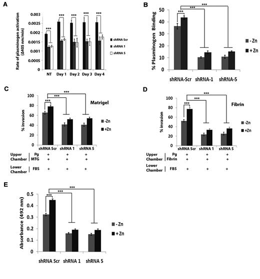 Figure 6. Up-regulation of cell surface S100A10 expression increases plasmin generation and invasive capability of PR9 cells. S100A10-depleted PR9 cells were treated with ZnSO4 for the indicated times and then incubated with uPA (50nM) and plasminogen (0.5μM), and the rate of plasmin generation was measured at 405 nm. Statistical analysis was performed by Student t test (***P < .001), and data are expressed as Δ405 nm/s ± SD of 3 independent experiments (A). S100A10-depleted NB4 cells, induced and noninduced, were incubated with 200nM FITC plasminogen for 1 hour, and plasminogen binding was measured by FACS. Statistical analysis was performed by one-way ANOVA with Tukey multiple comparisons, and data are expressed as the percentage of specific binding ± SD of 3 independent experiments (B). ZnSO4-treated S100A10 shRNA-transduced PR9 cells (1 × 105 cells) were added to the upper chamber of Matrigel-coated (C) or fibrin-coated (D) chambers in the absence of FBS which also contained plasminogen (0.5μM). The lower chamber contained FBS as chemoattractant. Invading cells were quantified as described in “Matrigel invasion and cell migration.” Data are expressed as mean number of cells per 40× field ± SD of 3 independent experiments. Statistical analysis was performed by one-way ANOVA (with Tukey multiple comparisons; ***P < .001). S100A10-depleted PR9 cells (5 × 106), in the absence or presence of Zn2+, were added on top of a fibrin bed, along with 0.5μM plasminogen, and incubated overnight at 37°C. Conditioned media was collected and used for the TintElize D-dimer ELISA kit (Biopool) as per manufacturer's instructions (E).