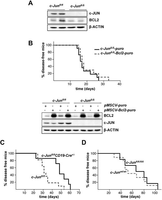 Figure 2. Enforced BCL2 expression does not alter c-JUN–deficient leukemogenesis. (A) Protein levels of c-JUN and BCL2 in c-Junfl/fl and c-JunΔ/Δ p185BCR-ABL-transformed cells. β-ACTIN served as the loading control. (B) 1 × 105 leukemic c-JunΔ/Δ B cells, transduced either with pMSCV-puro or pMSCV-Bcl2-puro, were injected IV into Rag2−/− mice (n = 11 and n = 13, respectively; mean survival, 17 vs 17.5 days in mice injected with c-JunΔ/Δ-puro and c-JunΔ/Δ-Bcl2-puro cells, P = .3552) (top panel). Immunoblot analysis shows the enforced expression of BCL2 on a pMSCV-Bcl2-puro retrovirus infection in c-Junfl/fl and c-JunΔ/Δ cells. β-ACTIN served as the loading control (bottom panel). (C) Injection of c-Junfl/fl (n = 11) and c-Junfl/flCD19-Cre+/− (n = 7) newborn mice with a replication-deficient Ab-MuLV–encoding retrovirus resulted in B-lymphoid leukemia/lymphoma (mean survival 31 vs 48 days in c-Junfl/fl and c-Junfl/flCD19-Cre+/− mice, respectively, P = .0173). (D) Injection of c-Junwt/wt (n = 9) and c-JunAA/AA (n = 6) newborn mice with a replication-deficient Ab-MuLV–encoding retrovirus resulted in B-lymphoid leukemia/lymphoma (mean survival 52 vs 73 days in c-Junwt/wt and c-JunAA/AA mice, respectively, P = .6168).