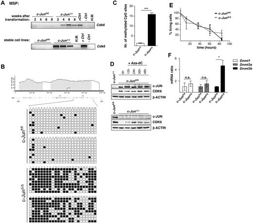 Figure 5. The 5′ region of Cdk6 is methylated in c-JunΔ/Δ cells. (A) Hypermethylation in c-Junfl/fl and c-JunΔ/Δ cells after 2, 4, 6, and 8 weeks of p185BCR-ABL transformation (top panel) and in stable c-Junfl/fl and c-JunΔ/Δ cell lines (bottom panel), was detected by MSP analysis. A visible PCR product indicates the presence of methylated alleles. H.M. indicates BM of a healthy mouse; +Ctrl, control for methylated samples; −Ctrl, control for unmethylated samples. (B) Location of CpG islands within the 5′ region of Cdk6 (gray boxes). CpG sites are shown as horizontal bars, MSP primer-binding sites are shown as arrows, and AP1-binding sites are shown as vertical bars (black). Twenty-four CpG sites were analyzed by bisulfite genomic sequencing in 2 c-Junfl/fl and in 2 c-JunΔ/Δ cell lines. In total, 20 clones of each genotype were sequenced. Small black boxes indicate methylated CpG sites and white boxes indicate unmethylated CpG sites. (C) A statistically significant difference between Cdk6 methylation in c-Junfl/fl and c-JunΔ/Δ cells was observed (n = 20; 2-tailed t test, P < .0001). (D) Immunoblot for c-JUN and CDK6 of c-JunΔ/Δ and c-Junfl/fl cells after 12, 24, 36, and 48 hours of Aza-dC treatment. β-ACTIN served as the loading control. One representative set of data is depicted. (E) Percentage of living cells 12, 36, 60, and 84 hours after Aza-dC treatment of c-JunΔ/Δ and c-Junfl/fl leukemic cells. Viability was analyzed by propidium iodide staining. (F) Dnmt1, Dnmt3a, and Dnmt3b mRNA levels of c-Junfl/fl and c-JunΔ/Δ cells were analyzed by RT-PCR (n = 3; 2-tailed t test, Dnmt3b, P = .016). The fold change compared with c-Junfl/fl mRNA levels is shown. Results were normalized by comparison with their Gapdh mRNA expression.